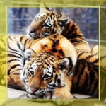 Logo of Tigers Sounds live wallpaper android Application 