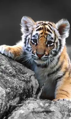 Tigers Sounds live wallpaper android App screenshot 1