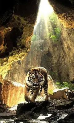 Tigers Sounds live wallpaper android App screenshot 2